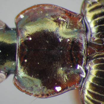Media type: image;   Entomology 22487 Aspect: pronotum dorsal